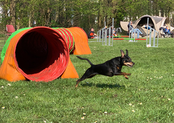 Agility Old and Teens 2019