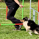 Agility Old and Teens 2019 EF